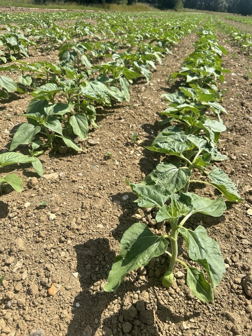Sunflower Patch Update: The Sun’s Out and So Are the Sunflowers! 🌻