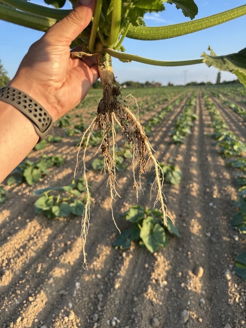 What’s Caused the Pumpkin Drought — And How We’ve Tackled It!