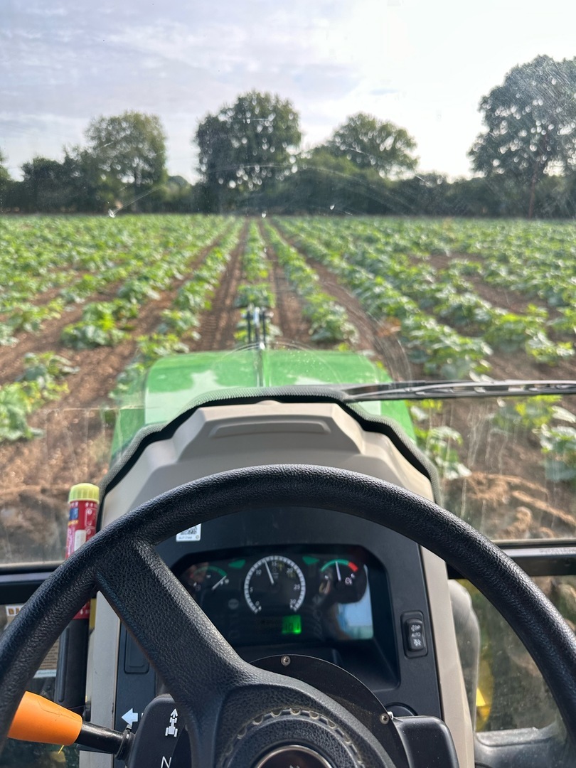 Rain, Glorious Rain – What It Means for Our Pumpkins!