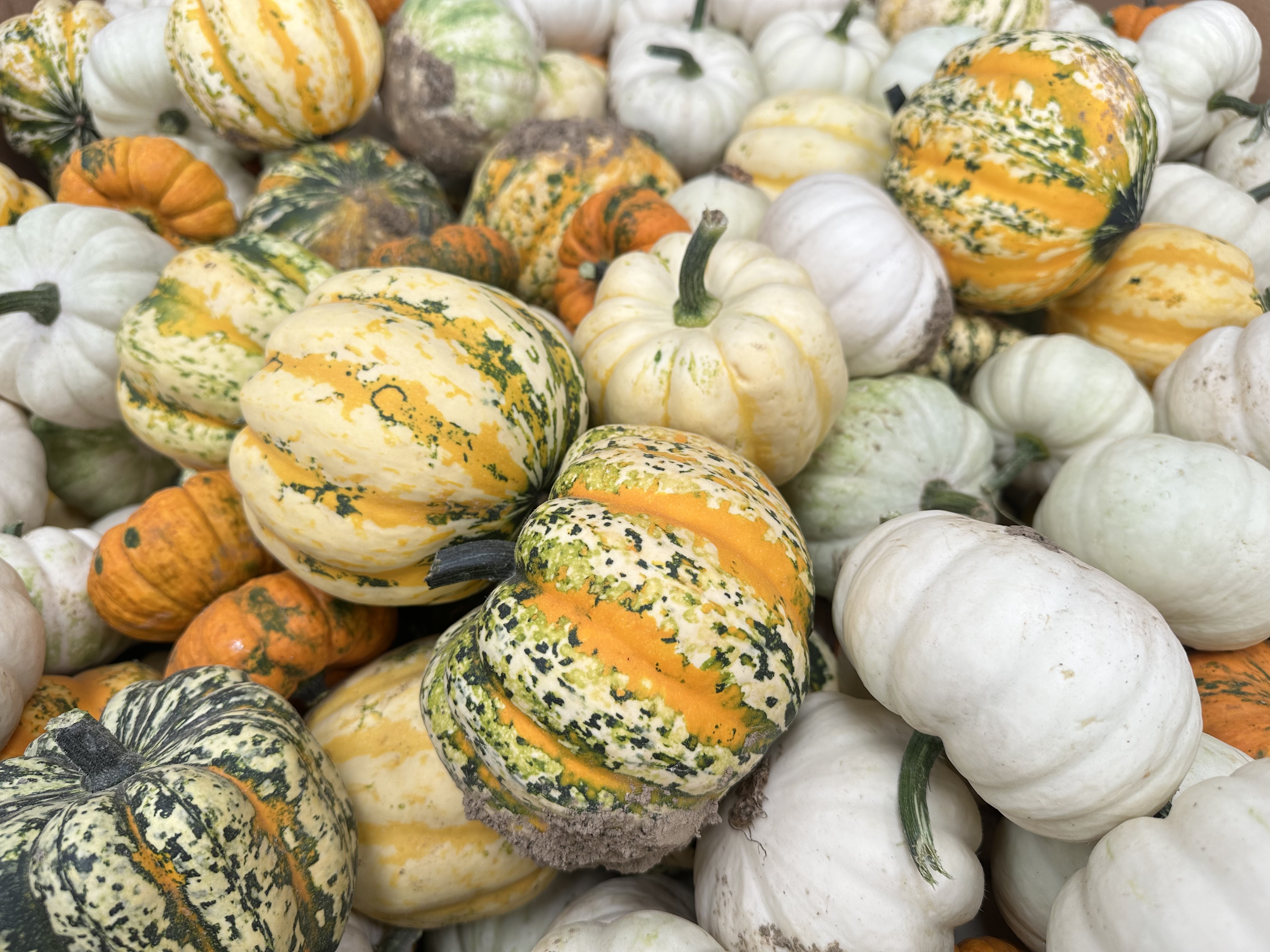 Small Mixed Squash size pumpkin