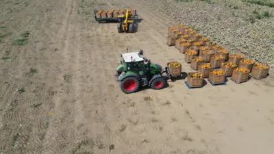 Wholesale pumpkins in bulk Manchester