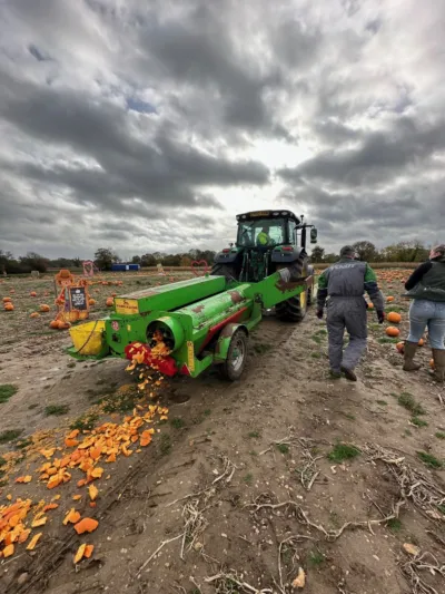 Seed growing pumpkin patch