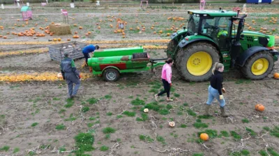 How pumpkins are harvested for seed