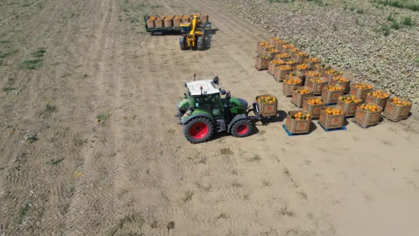 Wholesale pumpkins in bulk Manchester