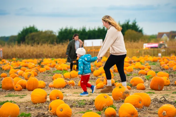 Essex pumpkin patch wet day