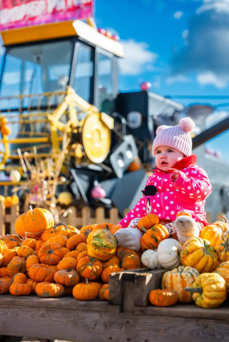 Pumpkin Picking Halloween Braintree