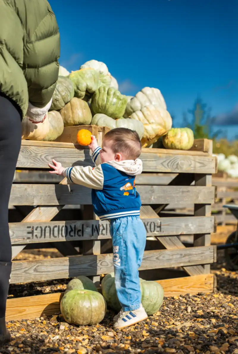 Halloween pumpkin patch Chelmsford