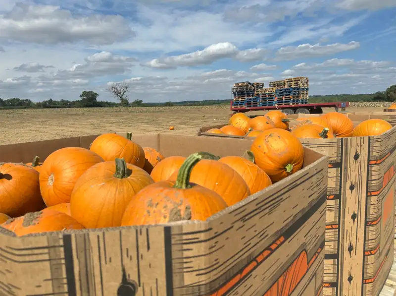 Billericay bulk pumpkins