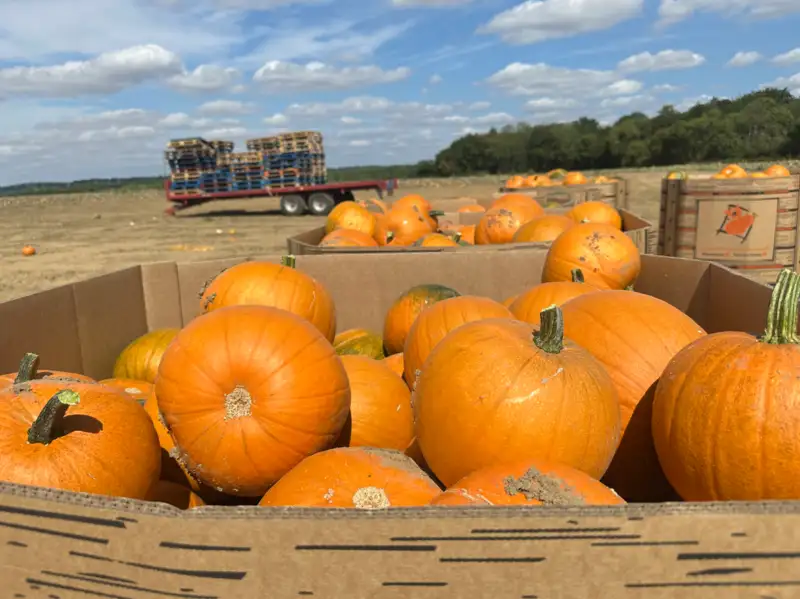 Supply bulk pumpkins Scotland