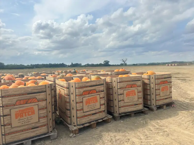 Manchester pumpkins in bulk