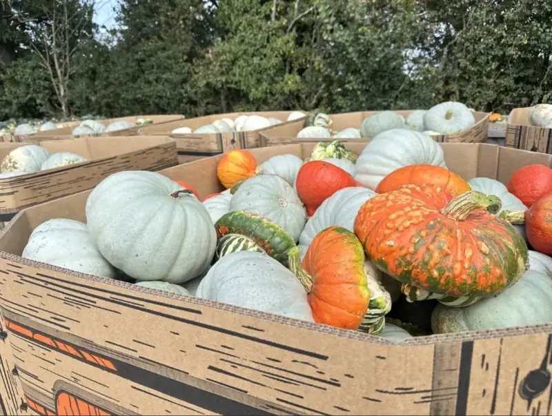 Hertfordshire Pumpkin Wholesaler