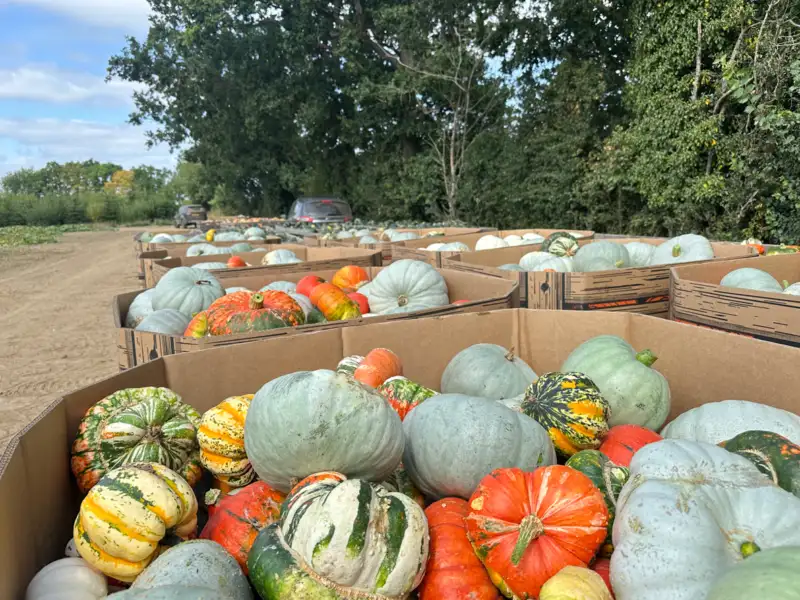 Wholesale pumpkin farm Newcastle