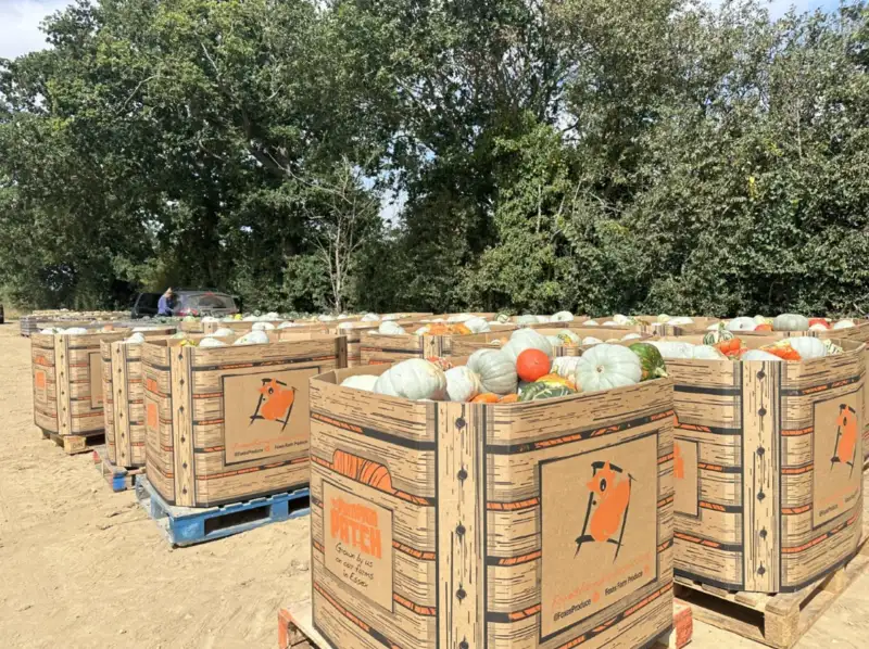 Birmingham Pumpkin supplier