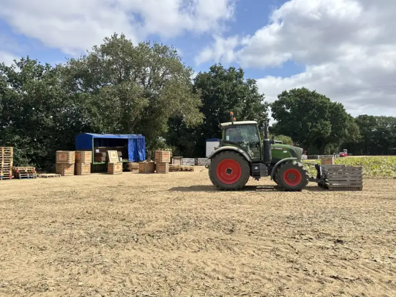 Liverpool pumpkin wholesaler
