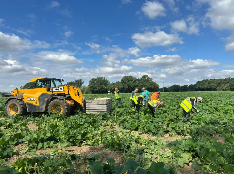 Cambridgeshire pumpkin wholesale supplier