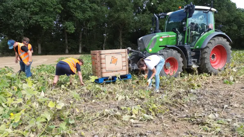 Suffolk pumpkin wholesaler