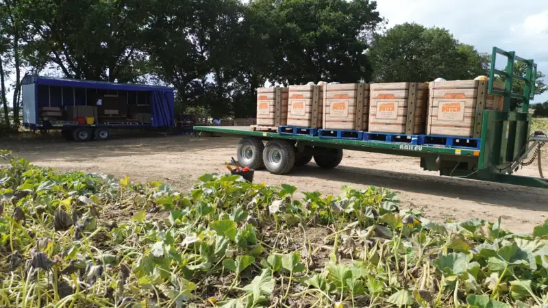 Pumpkin supplier in bulk Chelmsford