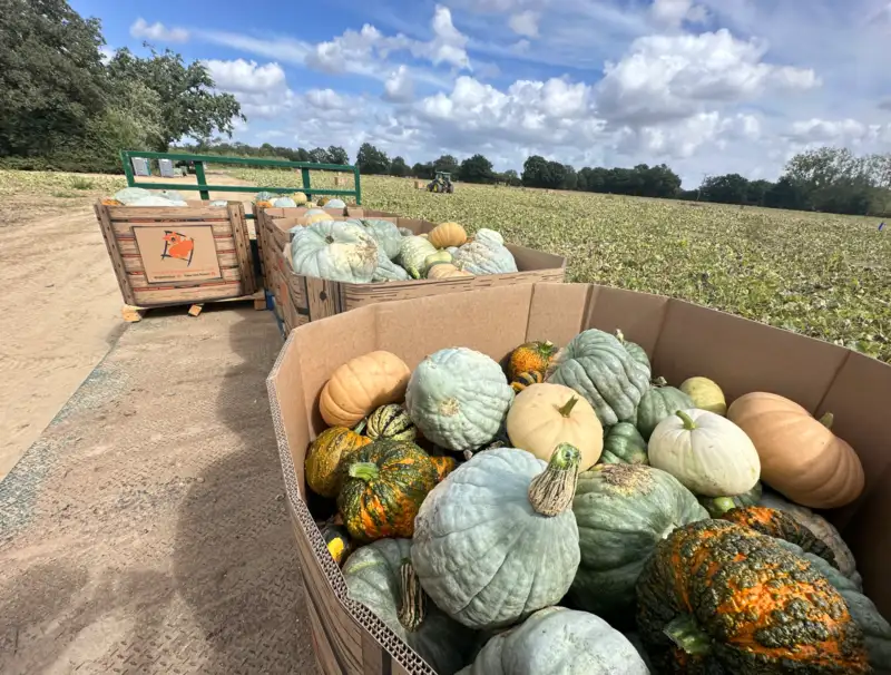 Witham pumpkin wholesale bulk