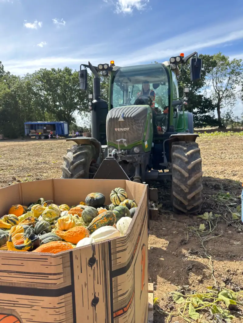 Great Dunmow pumpkin supplier
