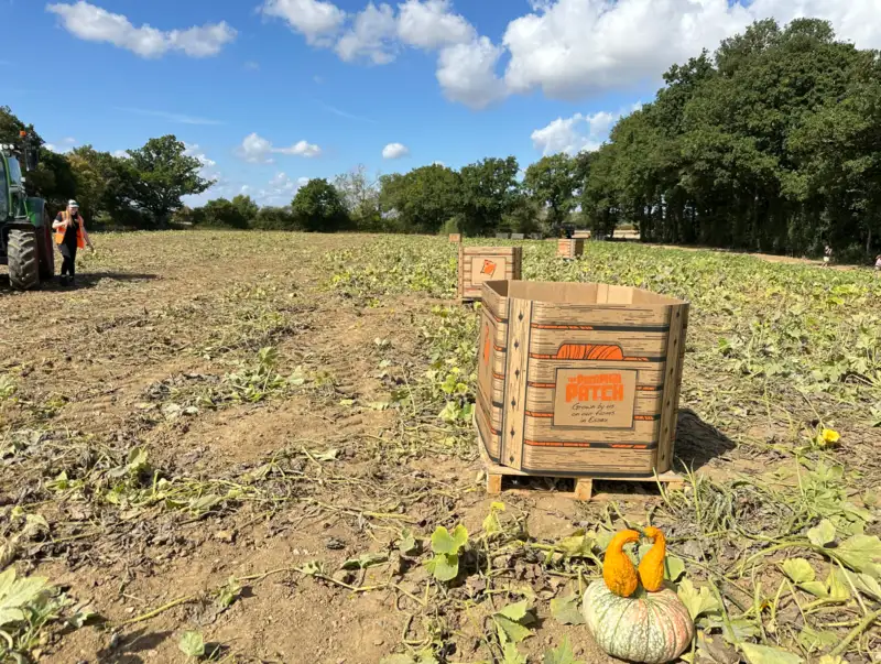 Epping pumpkin wholesaler