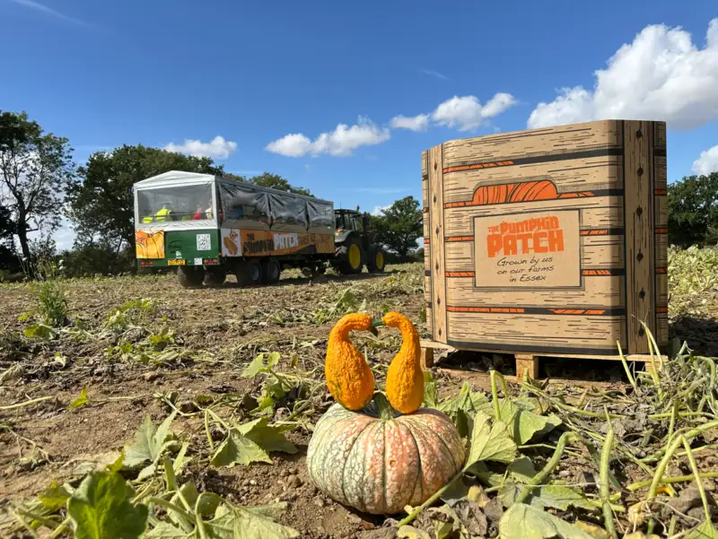 Somerset pumpkin wholesaler