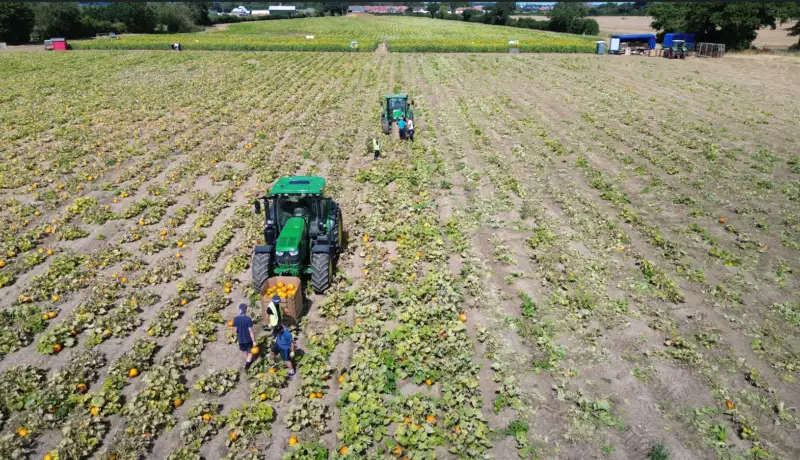 Pumpkin supplier Shropshire