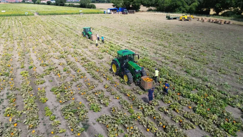 Pumpkin wholesale East Midlands