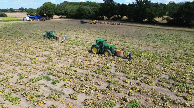 Supply bulk pumpkins East Anglia
