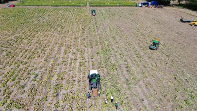 UK pumpkin wholesale south east