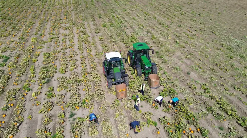 Supply pumpkins south west