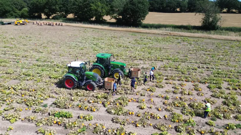 North west pumpkin supplier