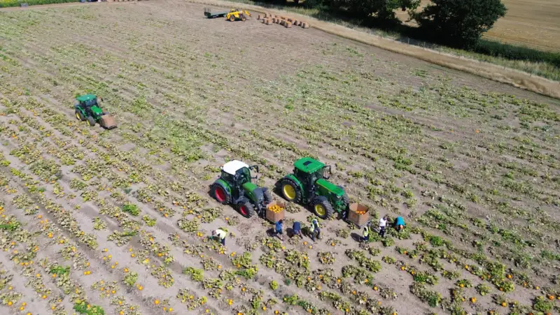 North East pumpkin wholesaler
