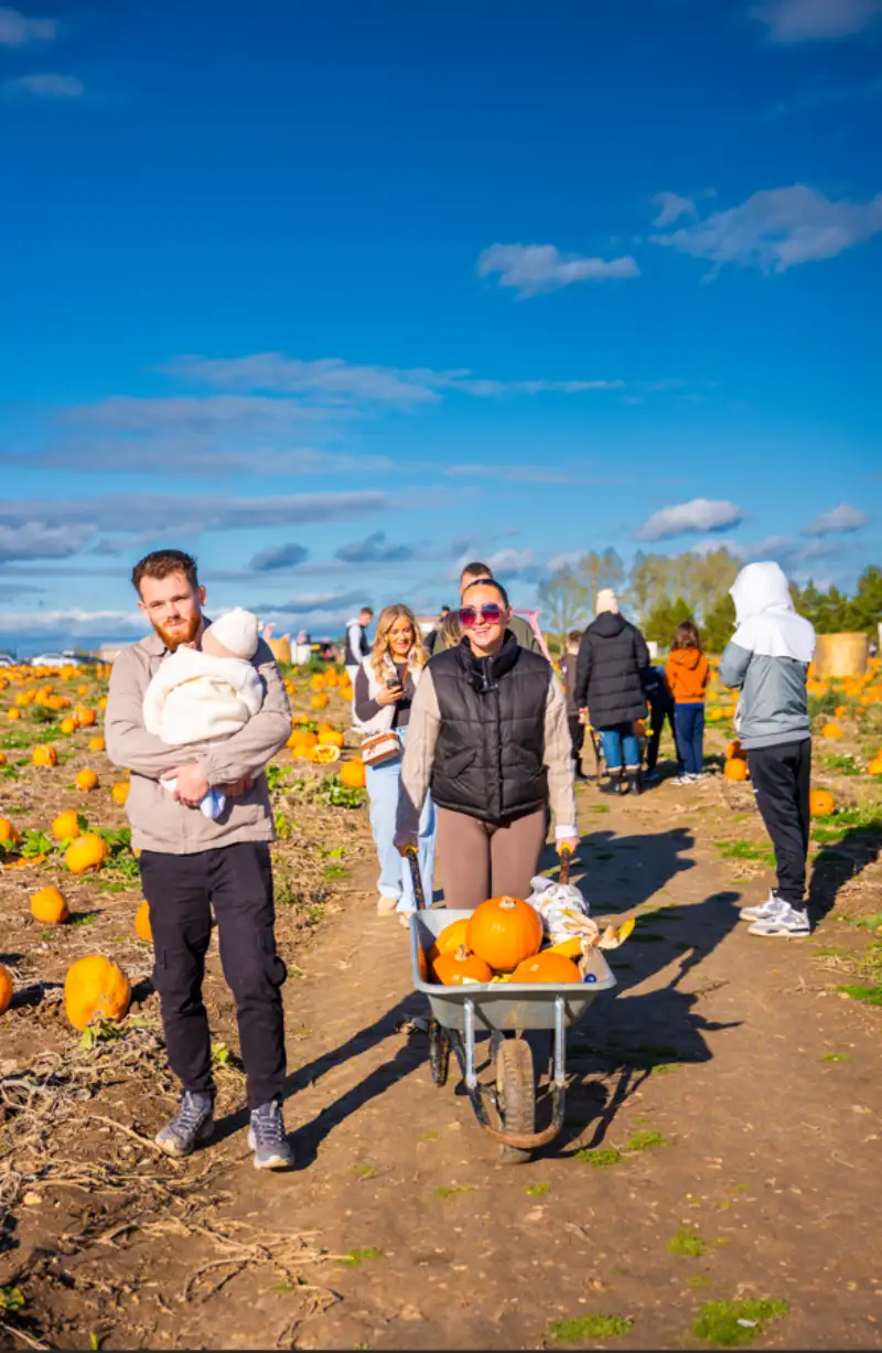 Pumpkin picking Takeley