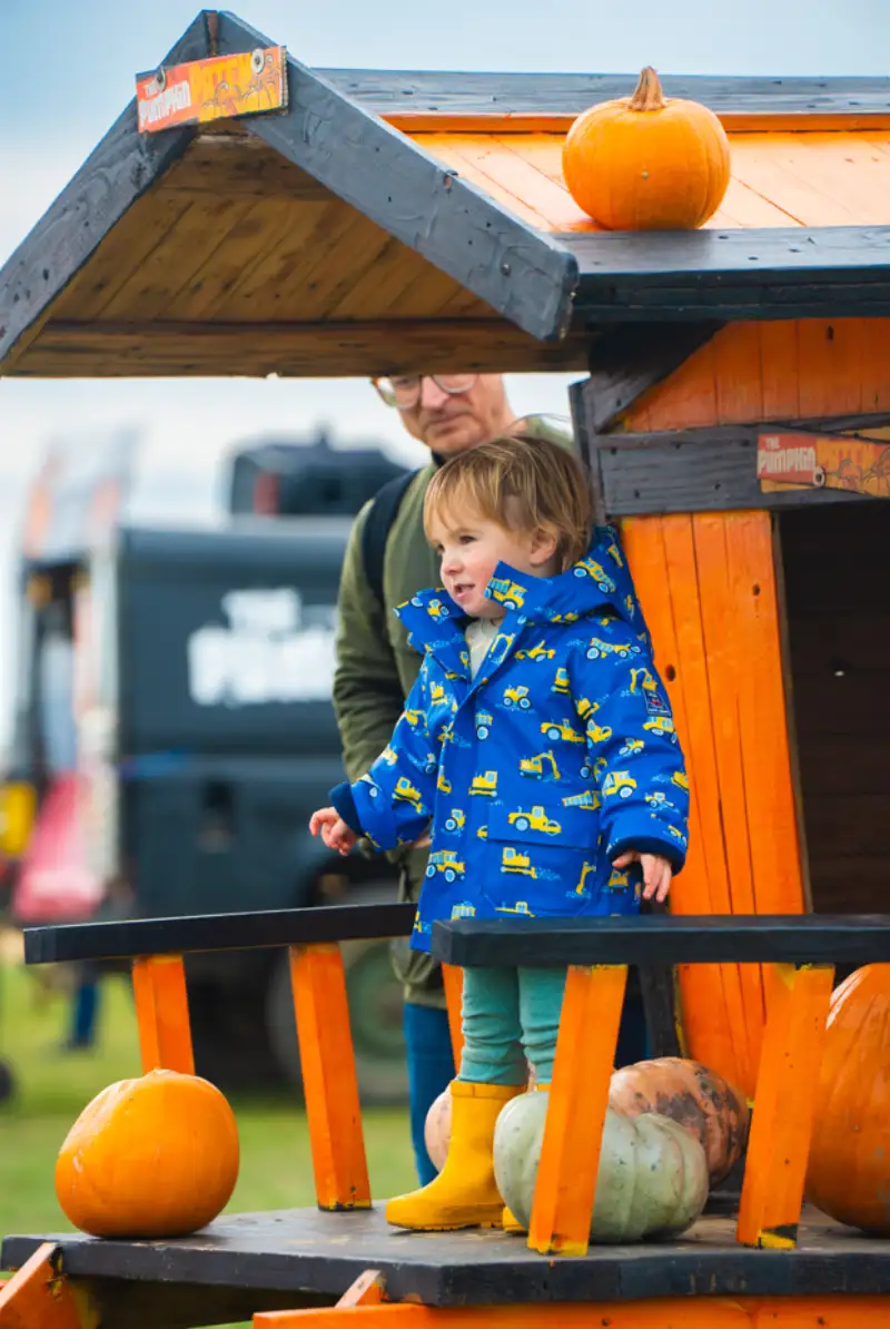 Pumpkin picking near Maldon