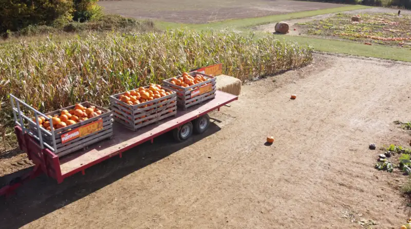Pumpkin harvest trailer UK
