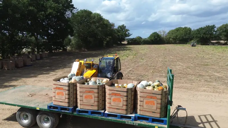 Lincolnshire pumpkin supplier farmer