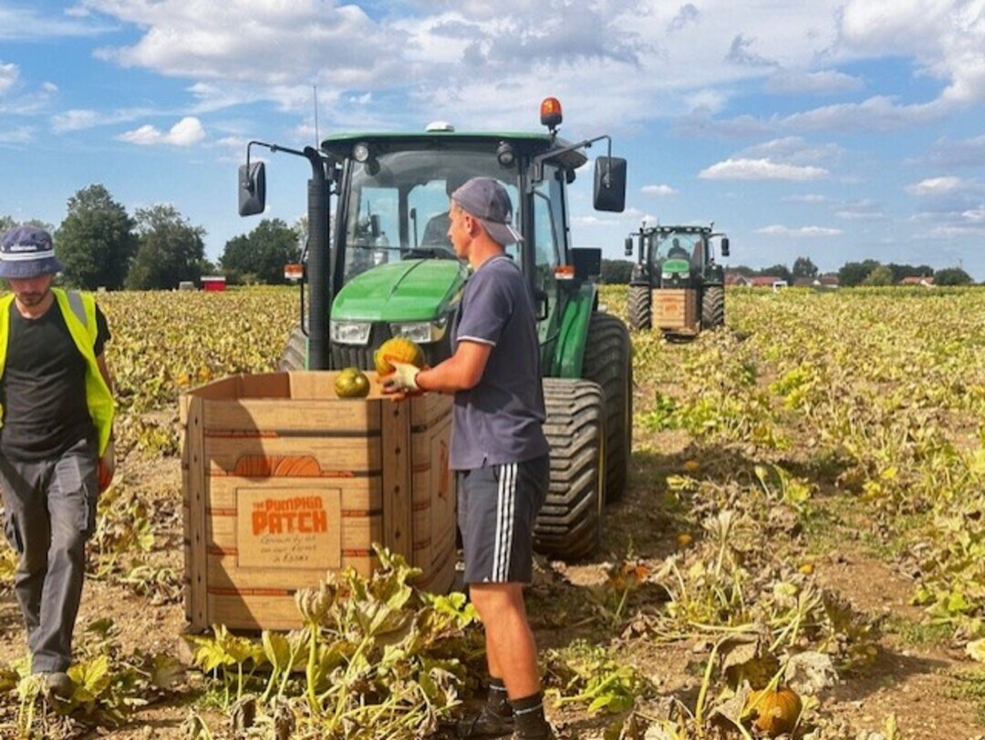 Pumpkin Harvest in Full Swing at Foxes Farm 🎃