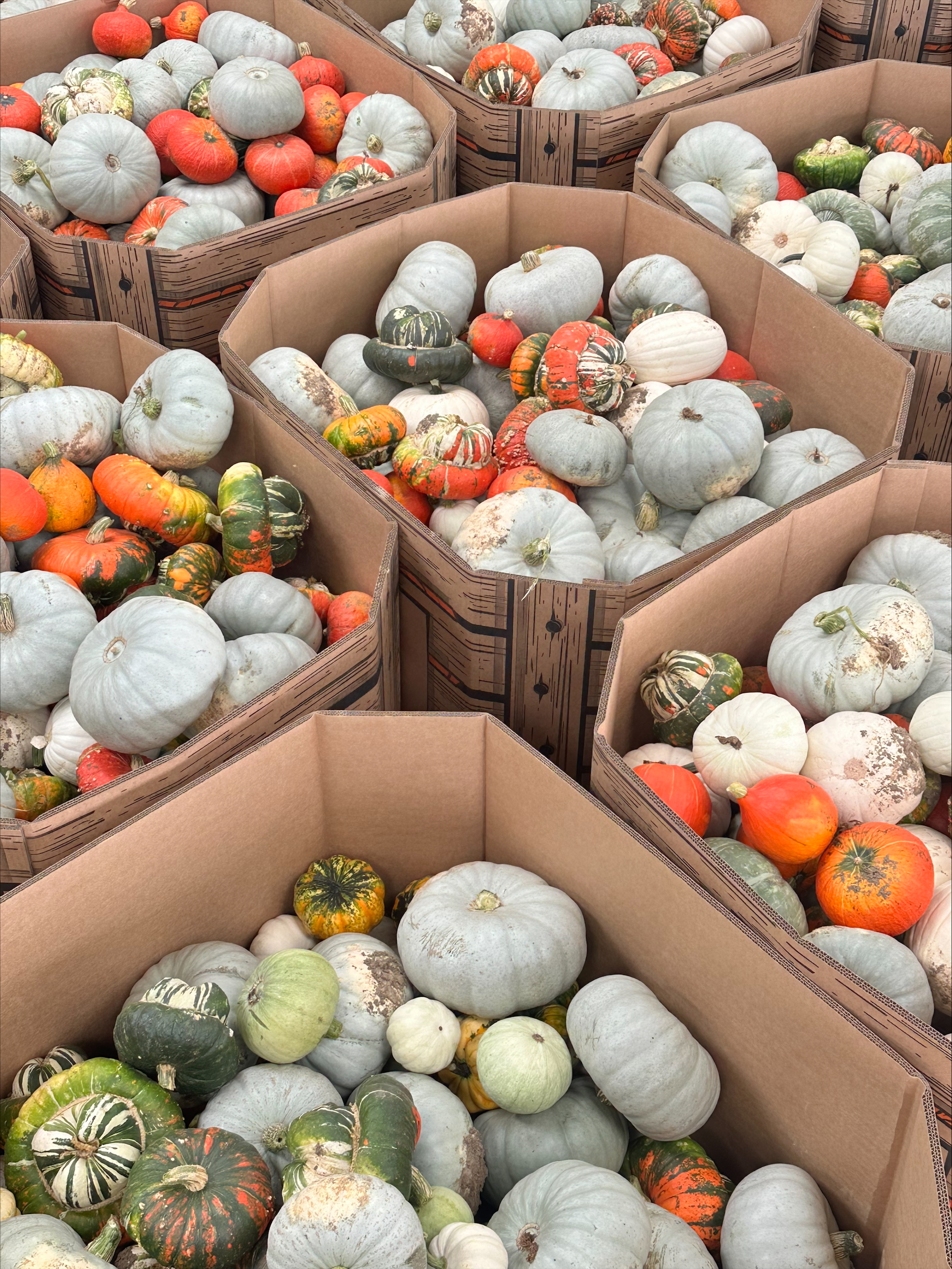 Large Mixed Squash size pumpkin