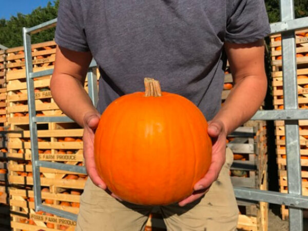 Medium size pumpkin